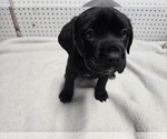 Small Cane Corso