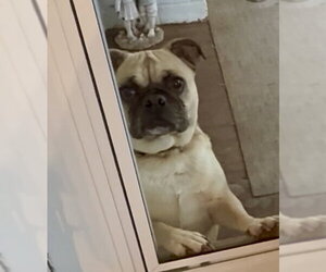 Pug Dogs for adoption in Mooresville, NC, USA