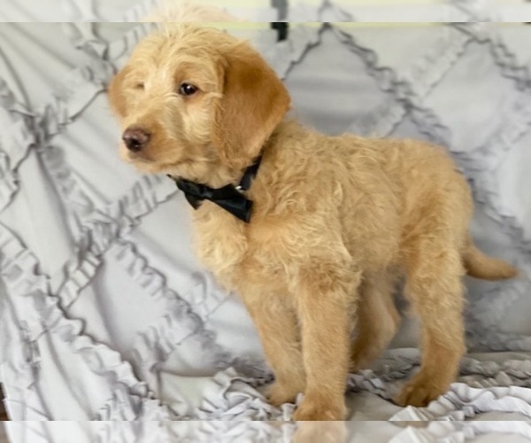 Medium Photo #1 Labradoodle Puppy For Sale in LANCASTER, PA, USA