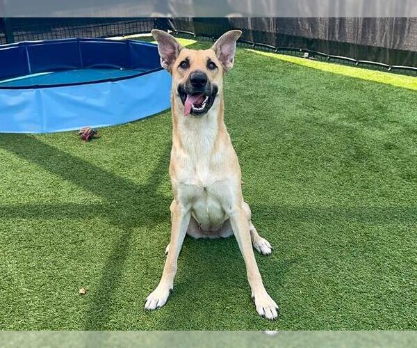Medium Photo #2 German Shepherd Dog Puppy For Sale in Orange, CA, USA