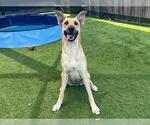 Small #1 German Shepherd Dog