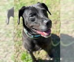 Small #2 Labrador Retriever