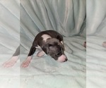 Small #3 Italian Greyhound