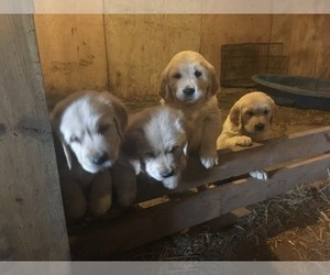 Golden Retriever Puppy for sale in CLARKSDALE, MO, USA