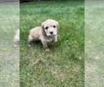 Puppy Arsenio Cocker Spaniel-Sheepadoodle Mix