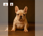 Small #2 French Bulldog