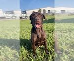 Small #2 Labrador Retriever