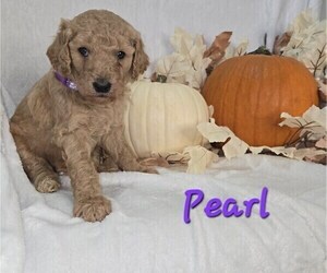 Goldendoodle Puppy for Sale in KANSAS CITY, Kansas USA