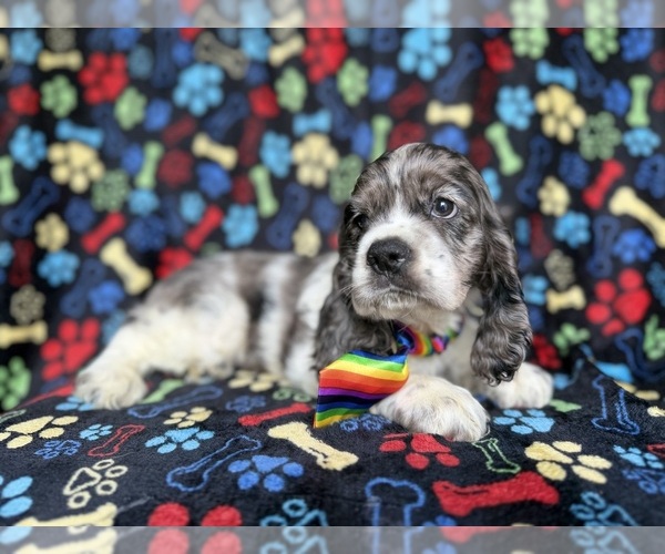 Medium Photo #4 Cocker Spaniel Puppy For Sale in LAKELAND, FL, USA