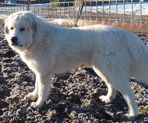 Father of the Great Pyrenees puppies born on 01/21/2020