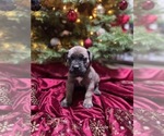 Puppy Black Boerboel