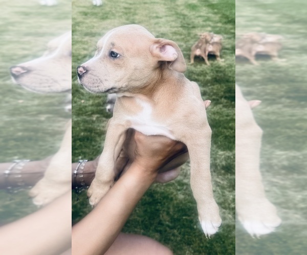 Medium Photo #22 American Bully Puppy For Sale in LAKE STATION, IN, USA