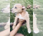 Small Photo #22 American Bully Puppy For Sale in LAKE STATION, IN, USA