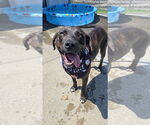 Small Photo #6 Labrador Retriever-Unknown Mix Puppy For Sale in Rockaway, NJ, USA