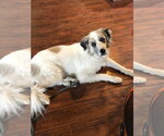 Small #15 Great Pyrenees