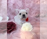 Small Photo #2 French Bulldog Puppy For Sale in DENVER, NC, USA