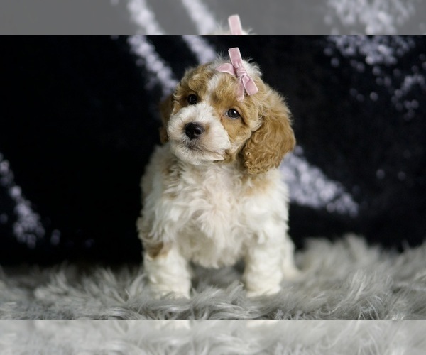 Medium Photo #5 Goldendoodle (Miniature) Puppy For Sale in WARSAW, IN, USA
