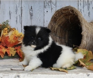 Pomeranian Puppy for sale in FREDERICKSBURG, OH, USA