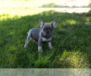 French Bulldog Puppy for sale in NAPPANEE, IN, USA