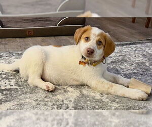 Australian Shepherd-Unknown Mix Dogs for adoption in Genesee, WI, USA