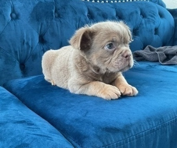 Medium Photo #23 English Bulldog Puppy For Sale in LAS VEGAS, NV, USA