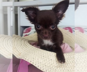 Chihuahua Puppy for sale in CHARLOTTE, NC, USA