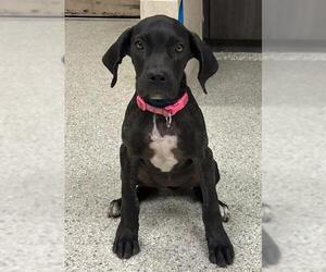 Labrador Retriever-Unknown Mix Dogs for adoption in Conroe, TX, USA
