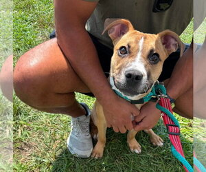 Moon Pie - Female Bulldog-Unknown Mix Dog for Adoption - Photo #6