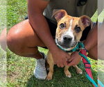 Small Photo #6 Bulldog-Unknown Mix Puppy For Sale in Germantown, OH, USA