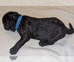 Small Photo #6 Labradoodle Puppy For Sale in JOPLIN, MO, USA