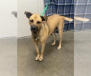 Black Mouth Cur Dogs for adoption in Rosenberg, TX, USA