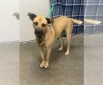 Small Black Mouth Cur