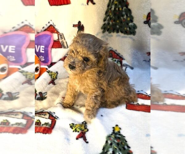 Medium Photo #1 Poodle (Toy) Puppy For Sale in DENVER, CO, USA