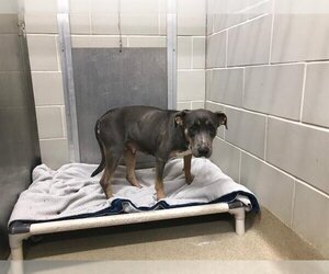 American Staffordshire Terrier-Unknown Mix Dogs for adoption in Grand Prairie, TX, USA