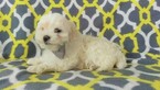 Small Photo #5 Maltese Puppy For Sale in LANCASTER, PA, USA
