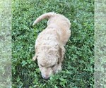 Small Photo #93 Aussiedoodle Puppy For Sale in ASHEVILLE, NC, USA
