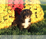 Puppy 2 Bernedoodle