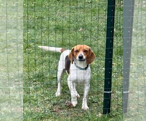 Beagle Dogs for adoption in Rootstown, OH, USA