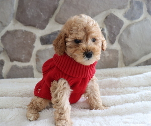 Medium Poodle (Miniature)