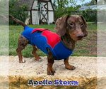 Small #1 Dachshund