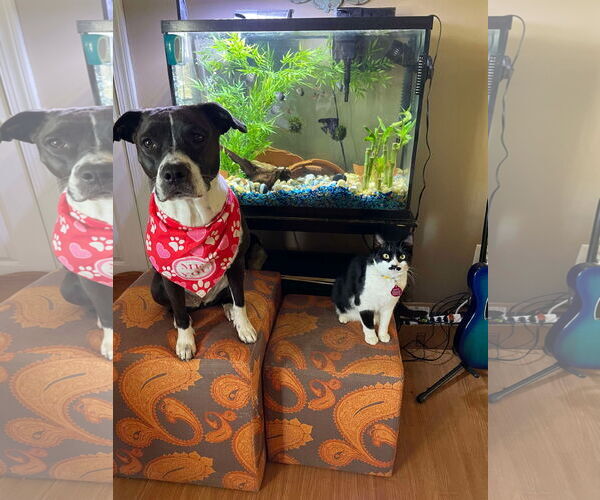 Medium Photo #2 American Pit Bull Terrier-Unknown Mix Puppy For Sale in Greensboro, NC, USA