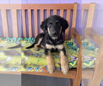 Small #1 Mutt