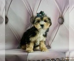 Puppy 4 Poodle (Toy)-Yorkshire Terrier Mix