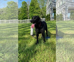 Labrador Retriever Dogs for adoption in Warrington, PA, USA