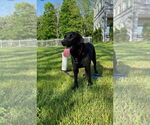 Small Labrador Retriever