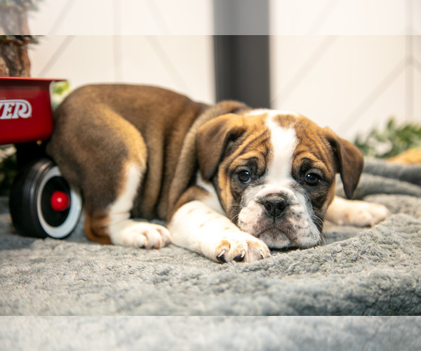 Medium Photo #8 Beabull Puppy For Sale in FRESNO, OH, USA
