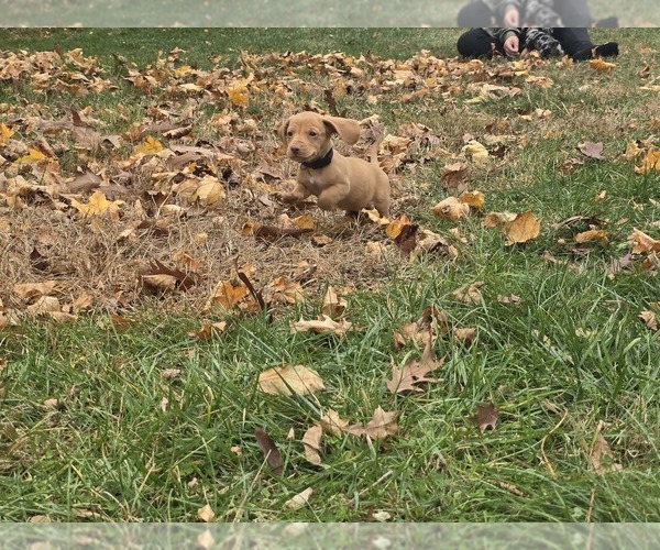 Medium Photo #12 Dachshund Puppy For Sale in ALTOONA, PA, USA