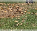Small Photo #12 Dachshund Puppy For Sale in ALTOONA, PA, USA
