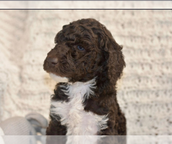 Medium Photo #50 Labradoodle mix (+ Poodle Standard) Puppy For Sale in CHULA VISTA, CA, USA