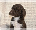 Small Photo #50 Labradoodle mix (+ Poodle Standard) Puppy For Sale in CHULA VISTA, CA, USA